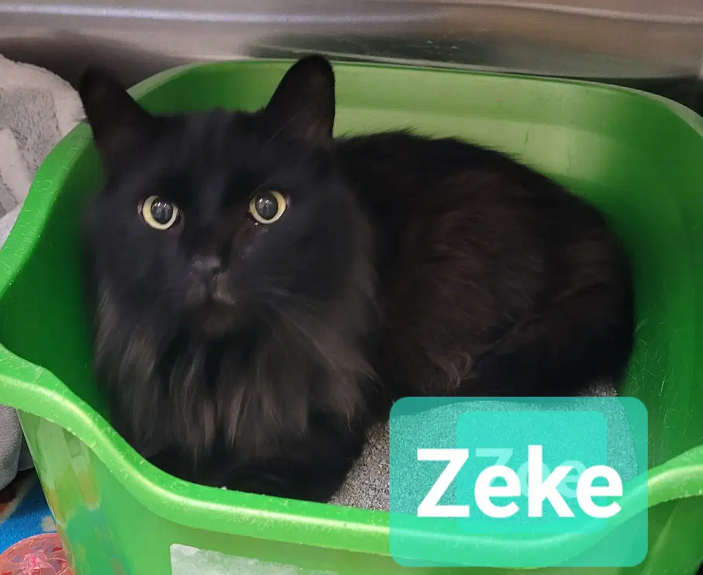 Zeke image 2