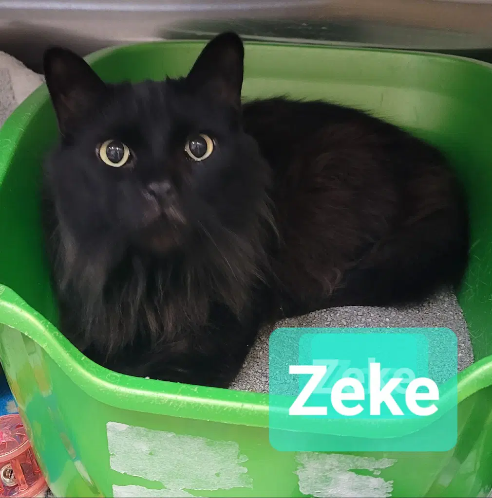 Zeke image 3