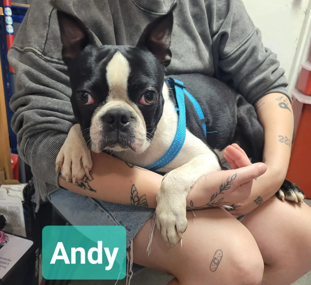 Andy