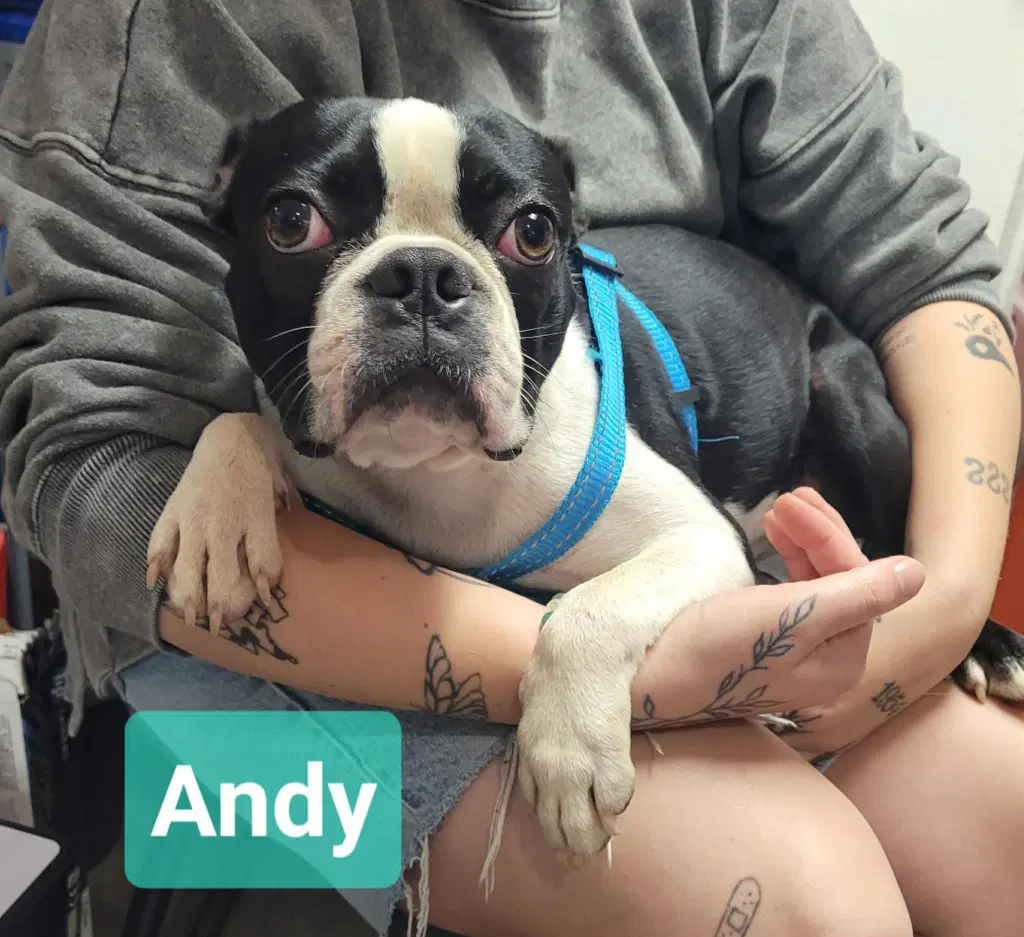 Andy image 2