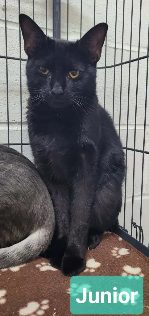 Junior - Domestic Short Hair