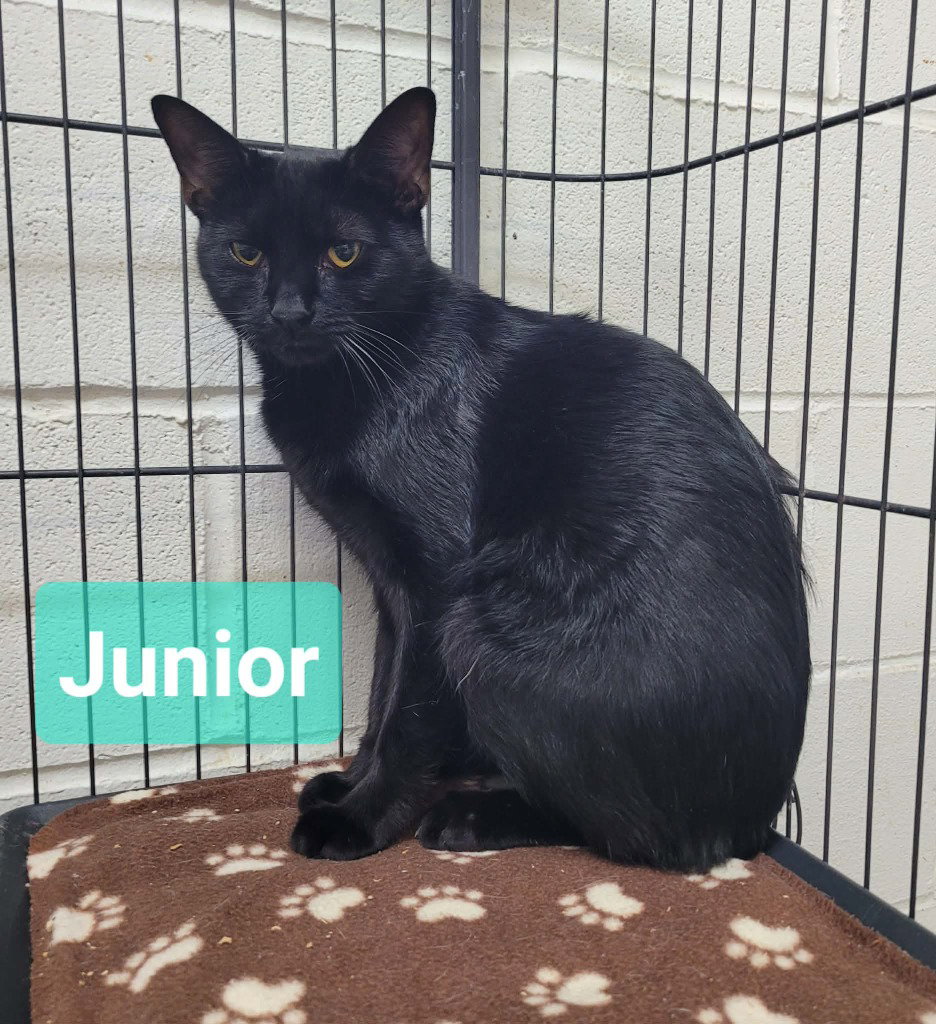 Junior, photo 2