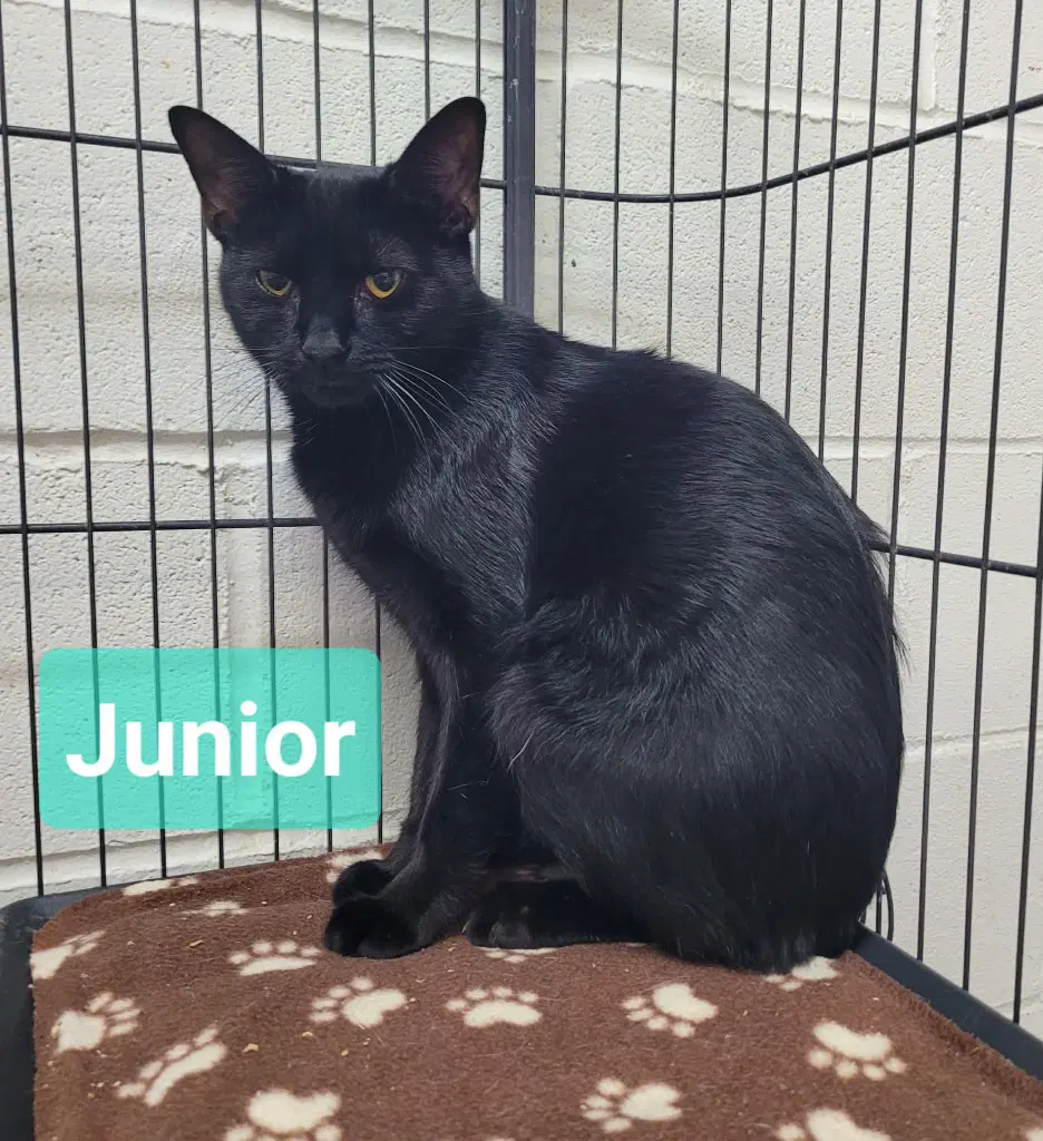 Junior image 2