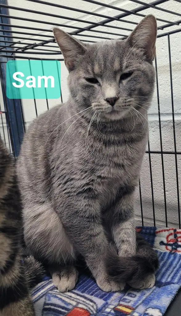 Sam - Domestic Short Hair