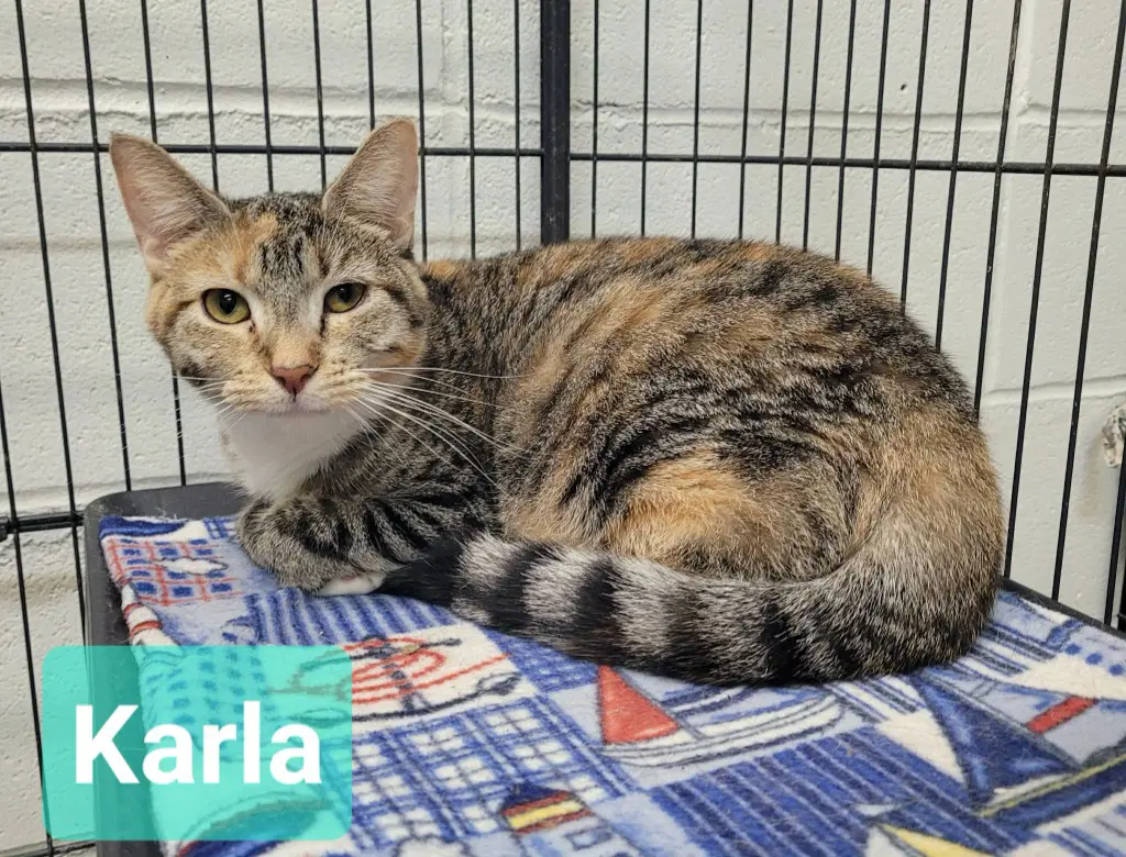 Karla - Domestic Short Hair