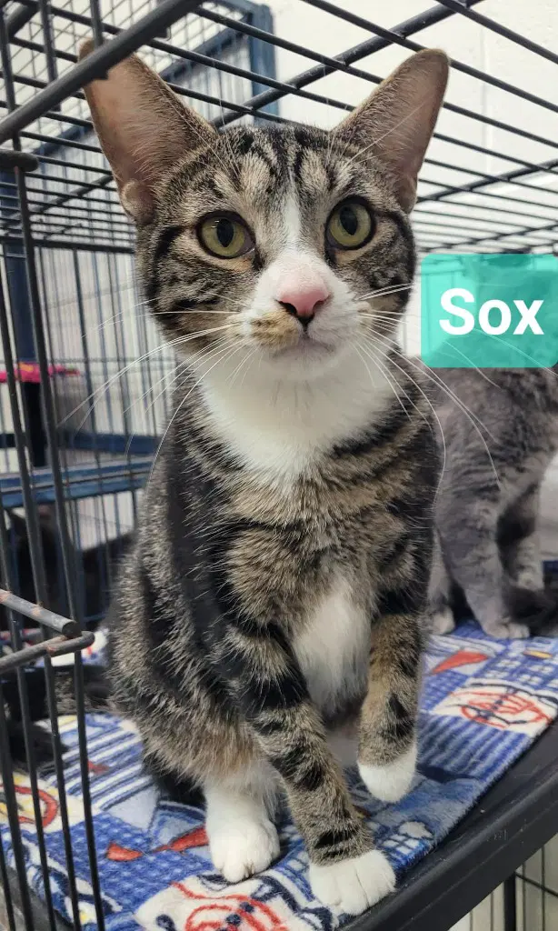 Sox - Domestic Short Hair