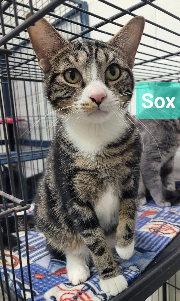 Sox