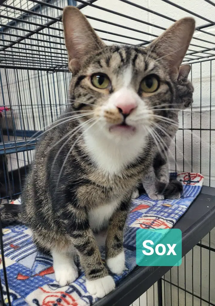 Sox image 2