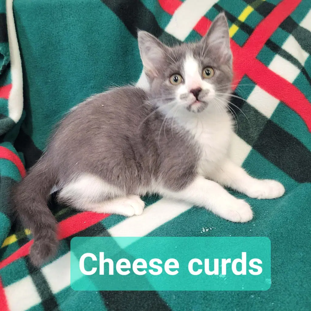 Cheese Curds image 3