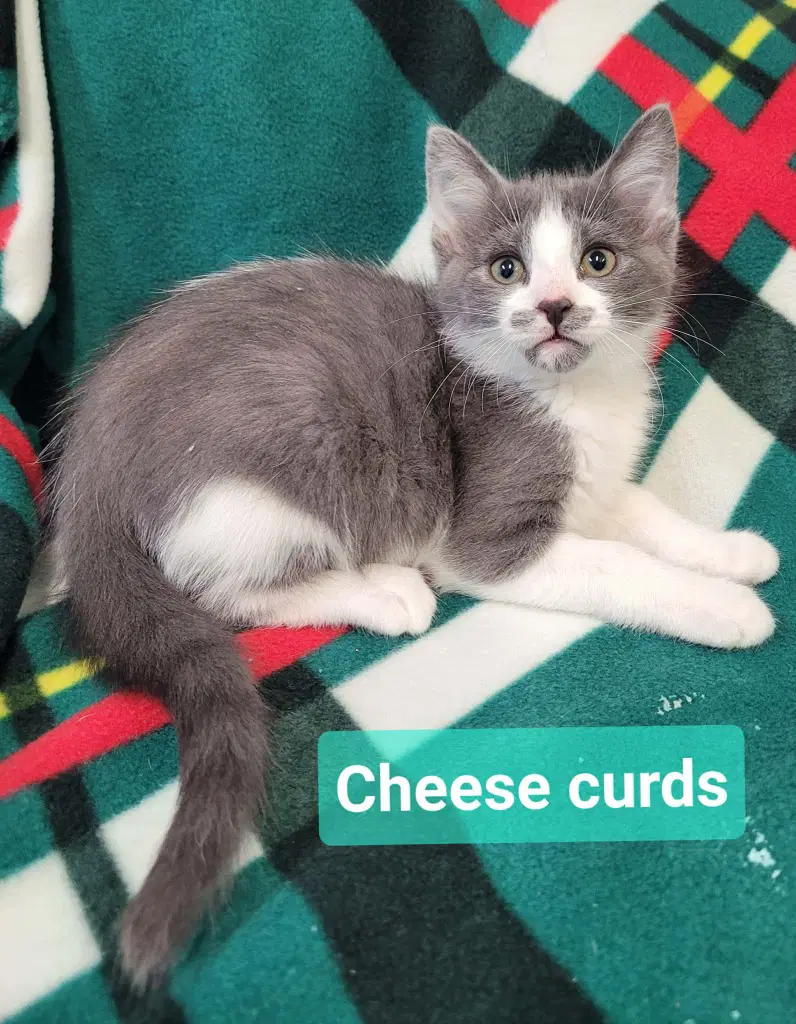 Cheese Curds image 4