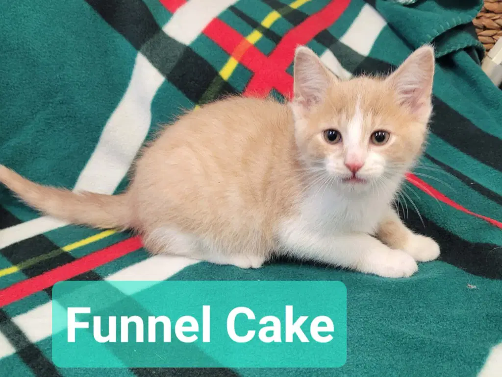 Funnel Cake image 3