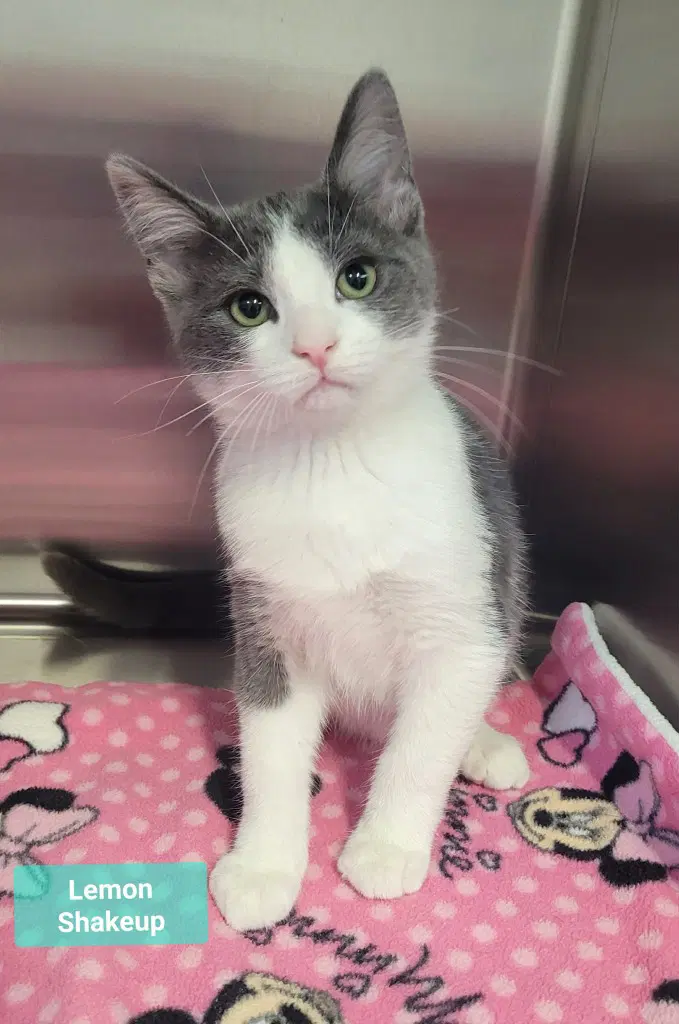 Lemon Shakeup - Domestic Short Hair