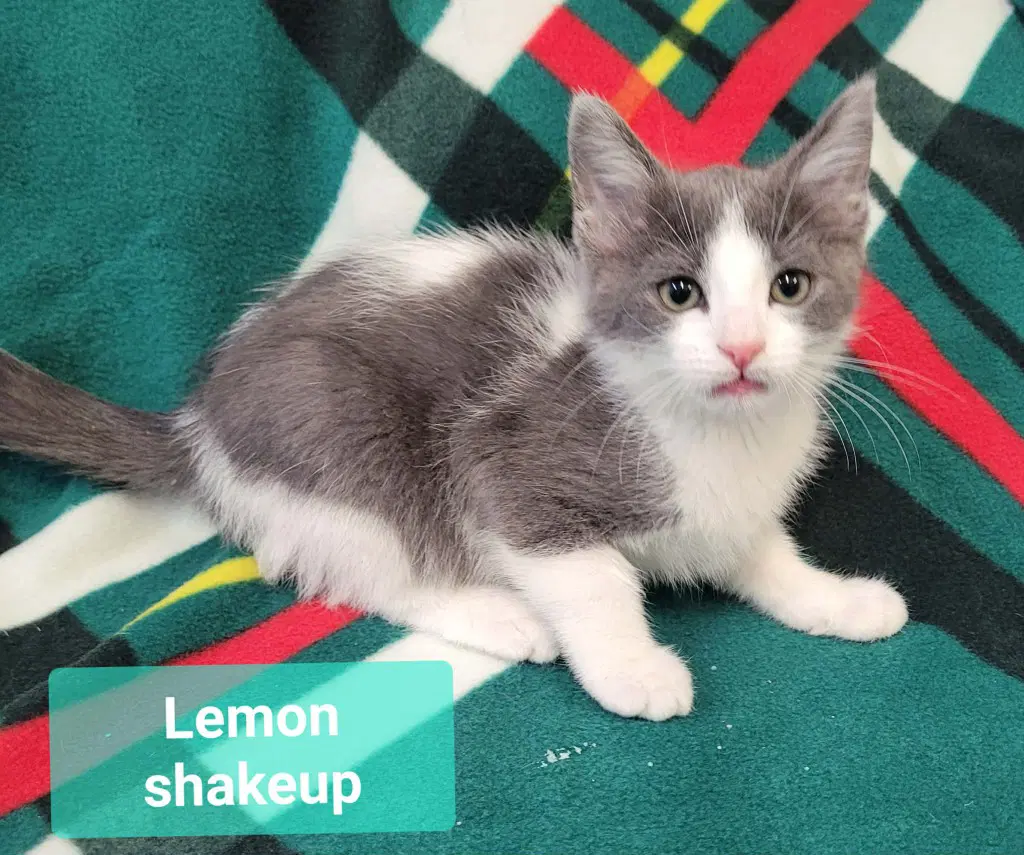 Lemon Shakeup image 4