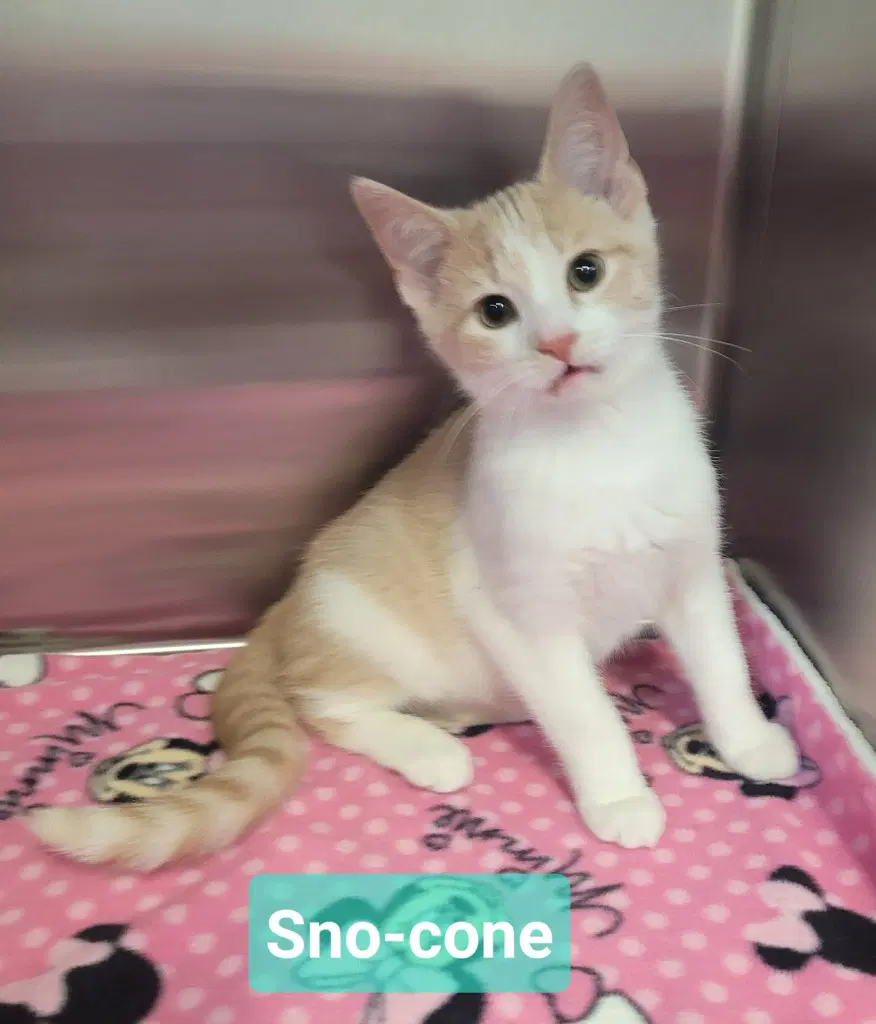 Sno-Cone - Domestic Short Hair