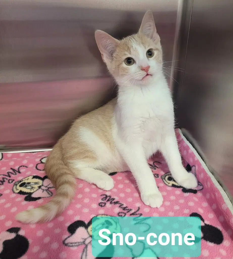 Sno-Cone image 2