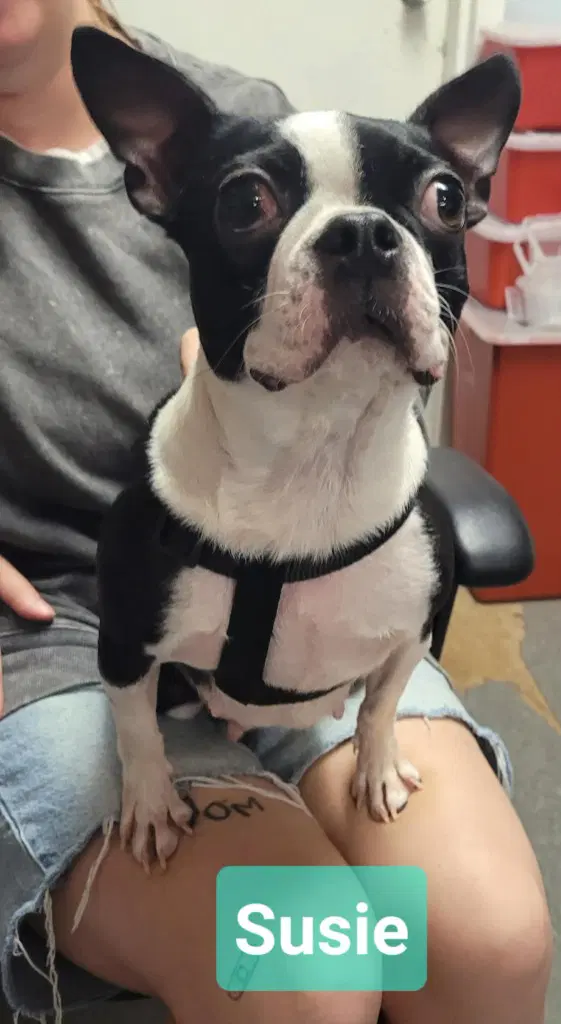 Susie - Boston Terrier