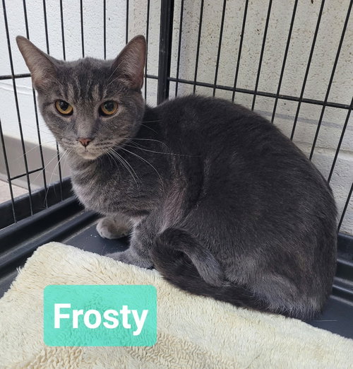 Frosty, a cat for adoption from Help the Animals Inc.