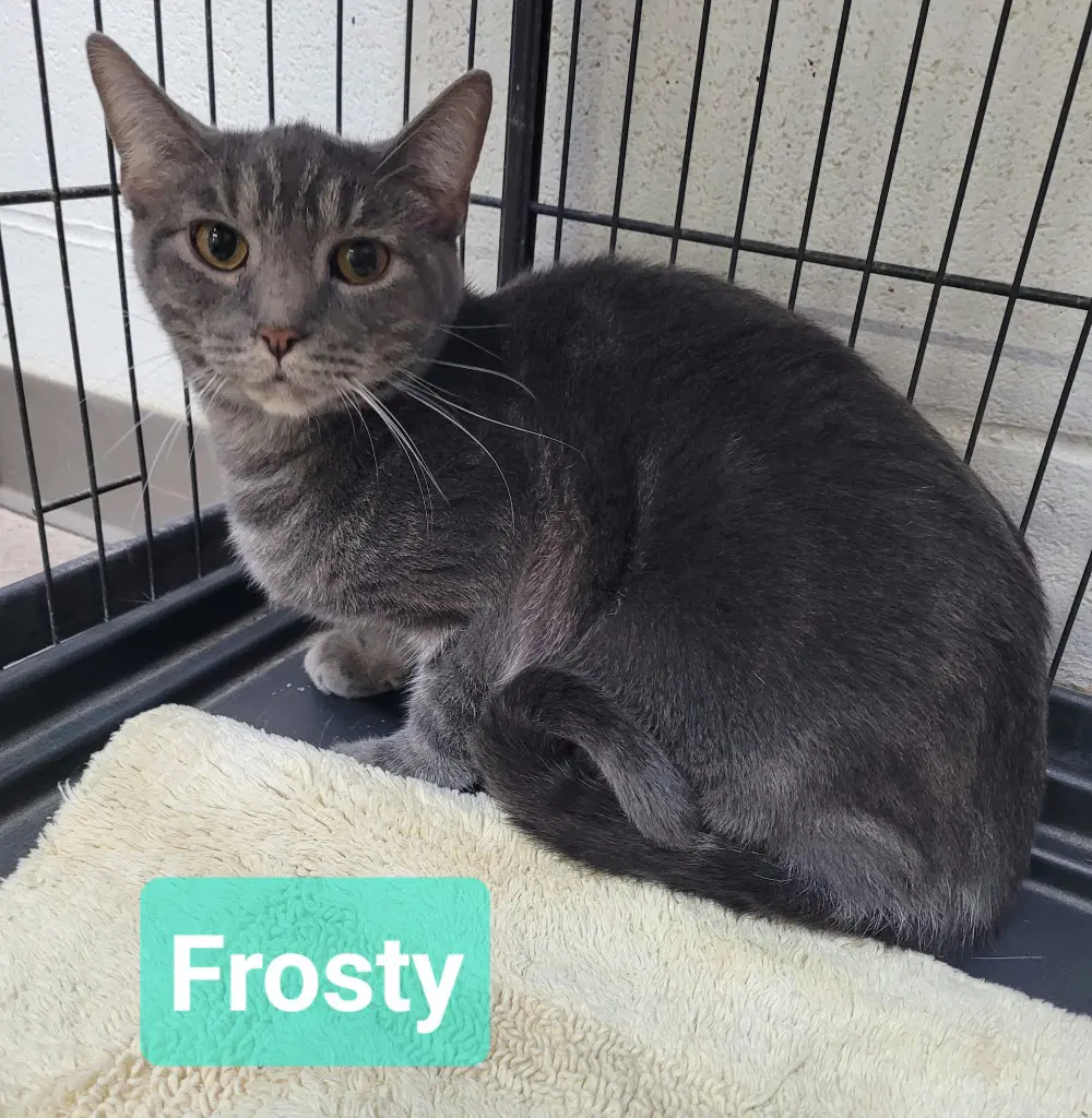 Frosty image 2