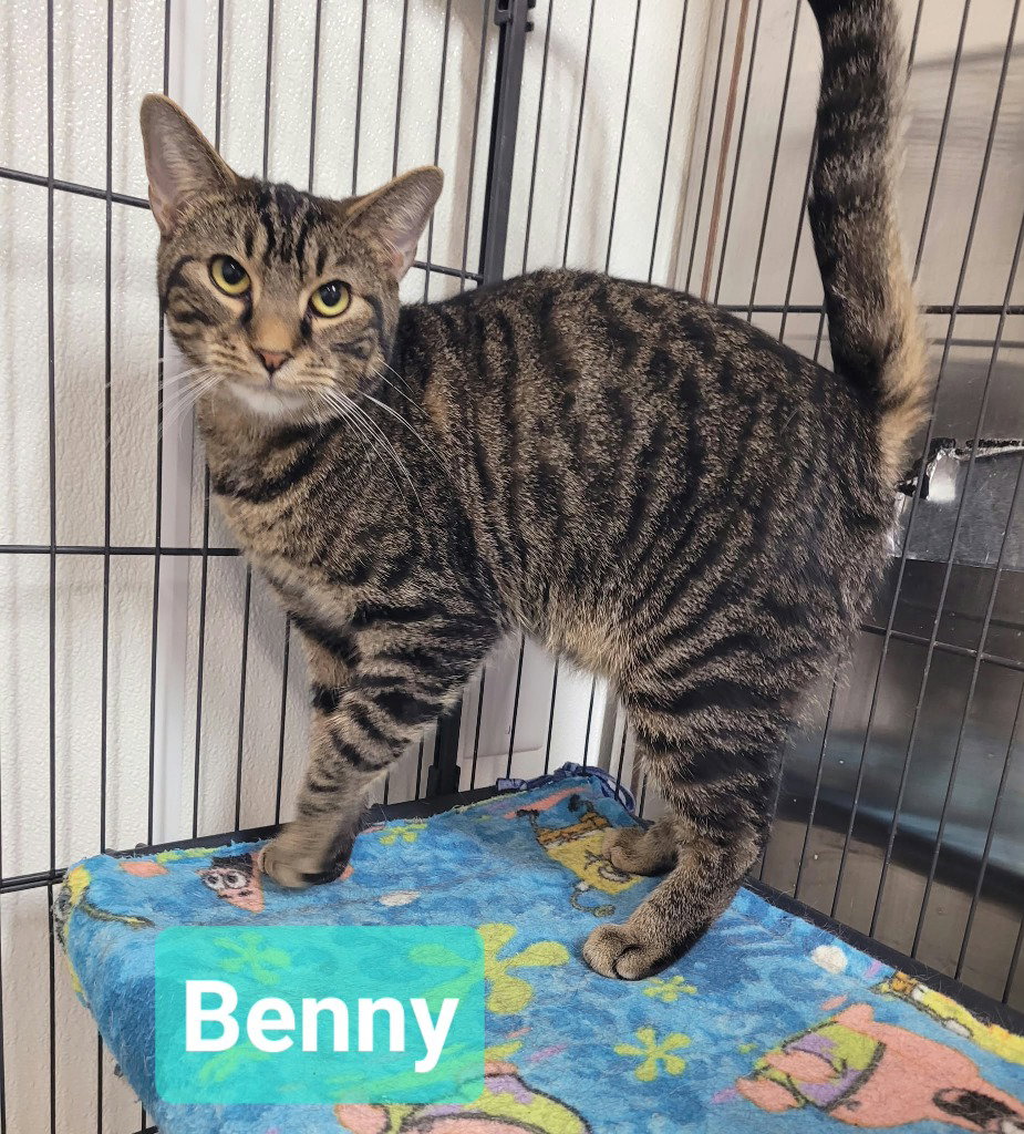 Benny, Domestic Short Hair