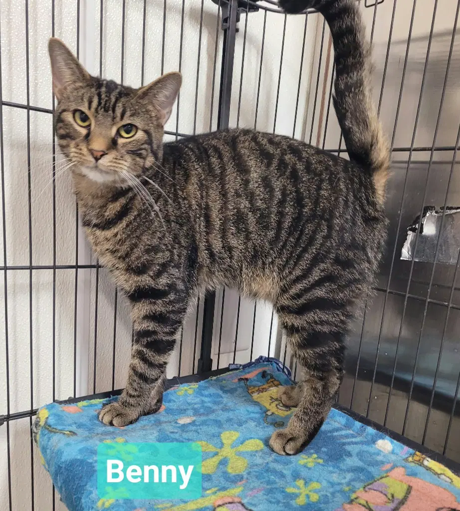 Benny image 2
