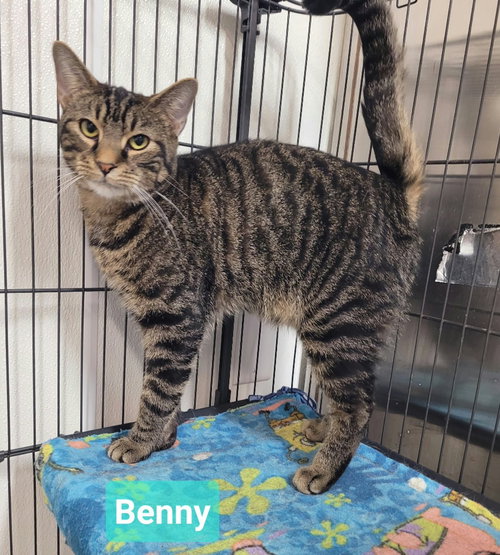 Photo 2 of Benny