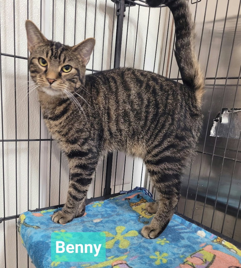 Benny, photo 2