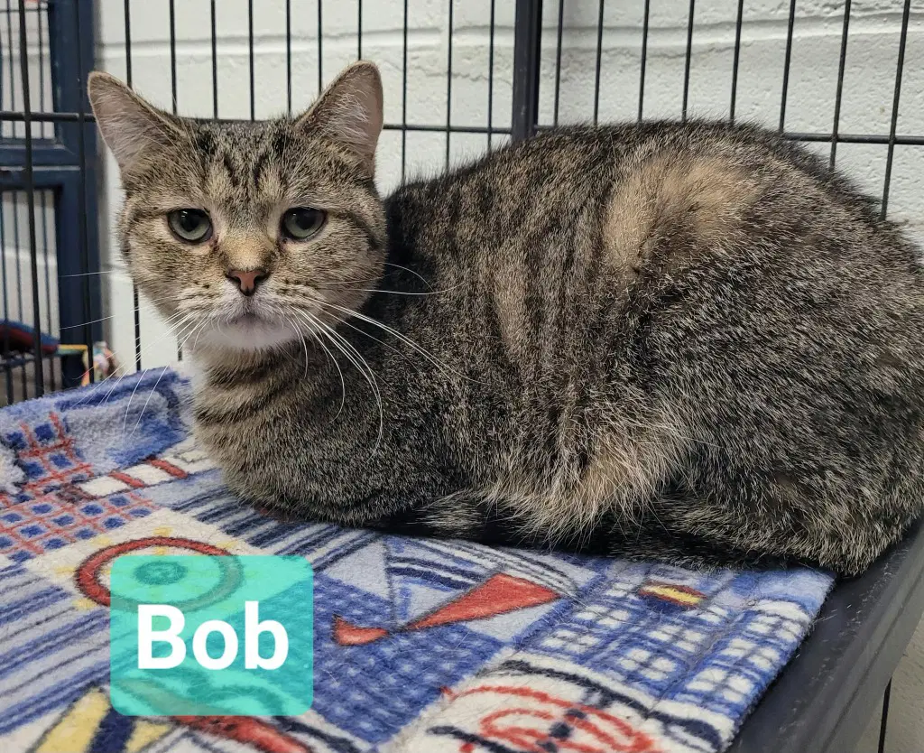 Bob - Domestic Short Hair