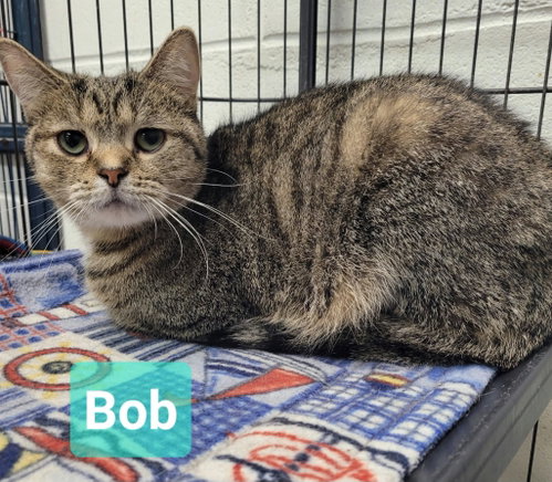 Photo 2 of Bob