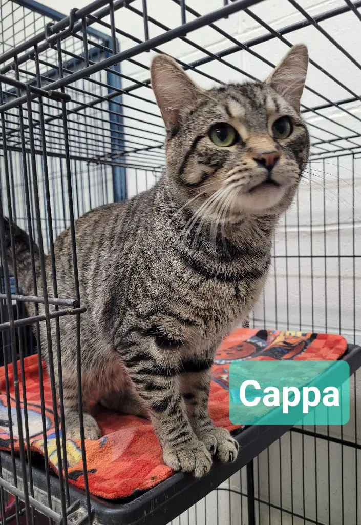Cappa - Domestic Short Hair