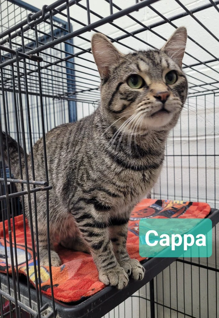 Cappa