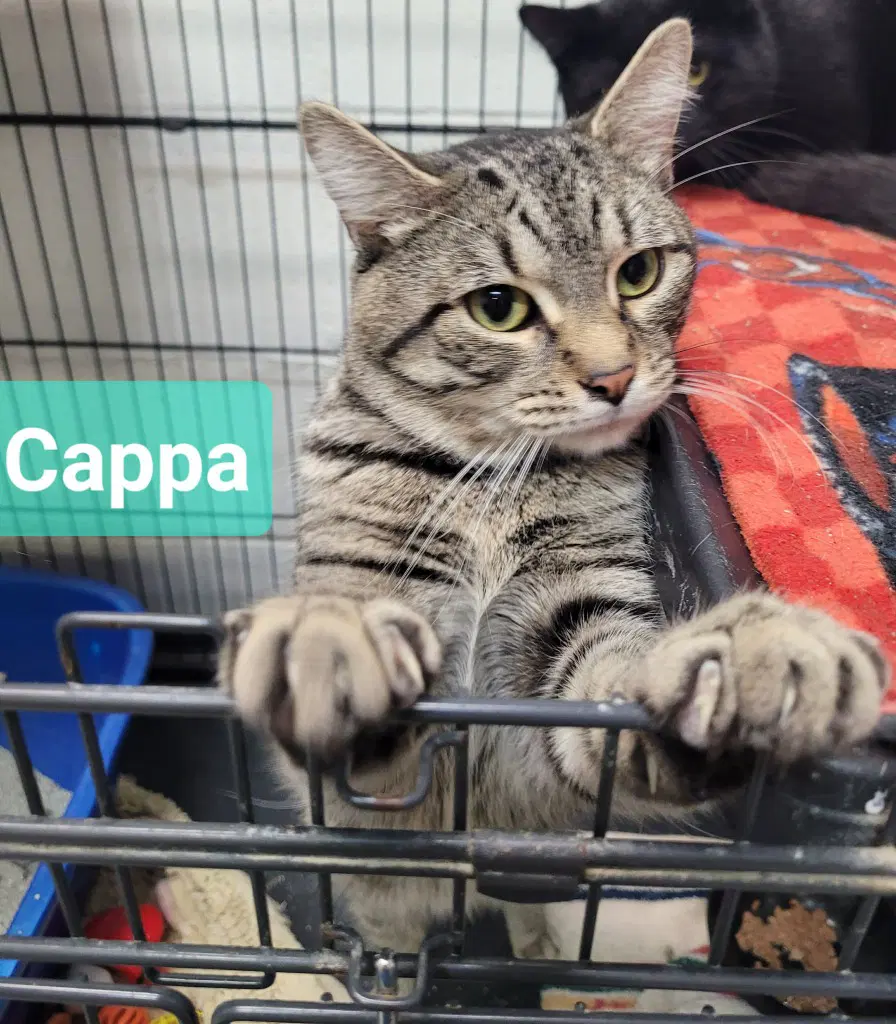 Cappa image 2