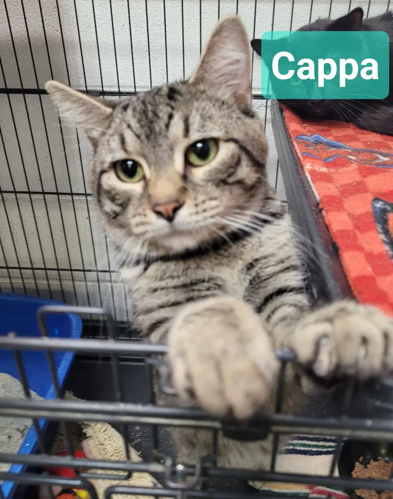 Cappa image 3