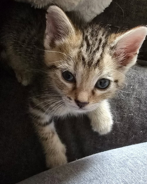 Carl, a cat for adoption from Help the Animals Inc.