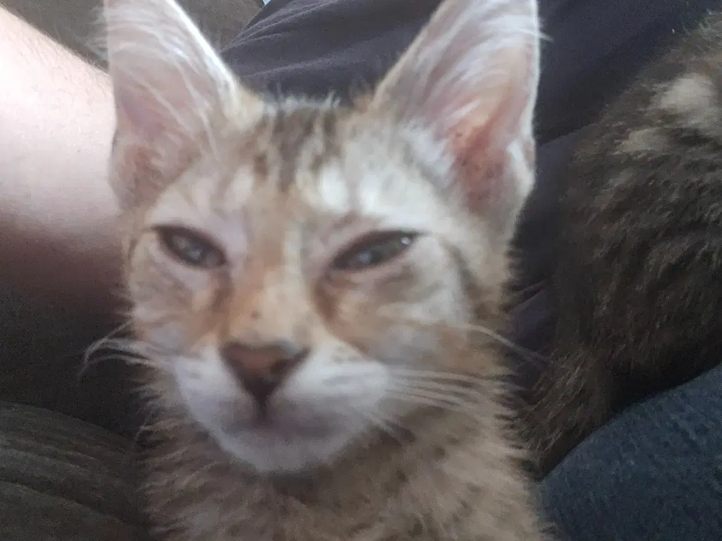 Carl image 2