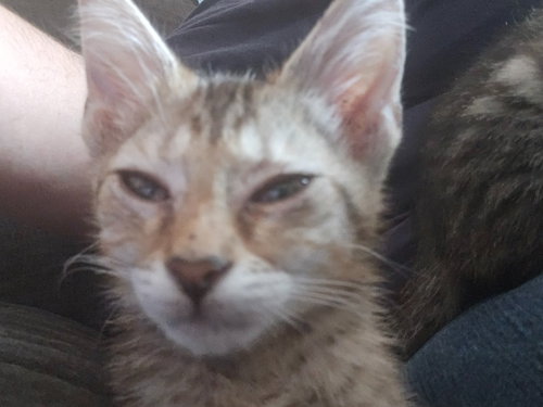 Photo 2 of Carl