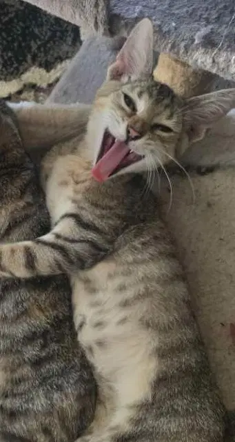 Carl - Domestic Short Hair