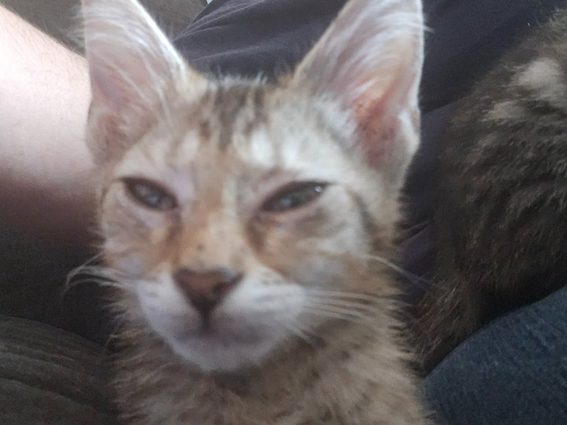 Carl, photo 3