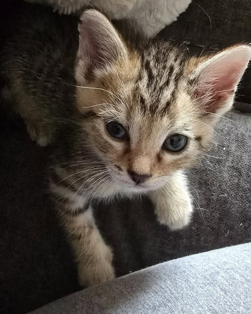 Carl, photo 4