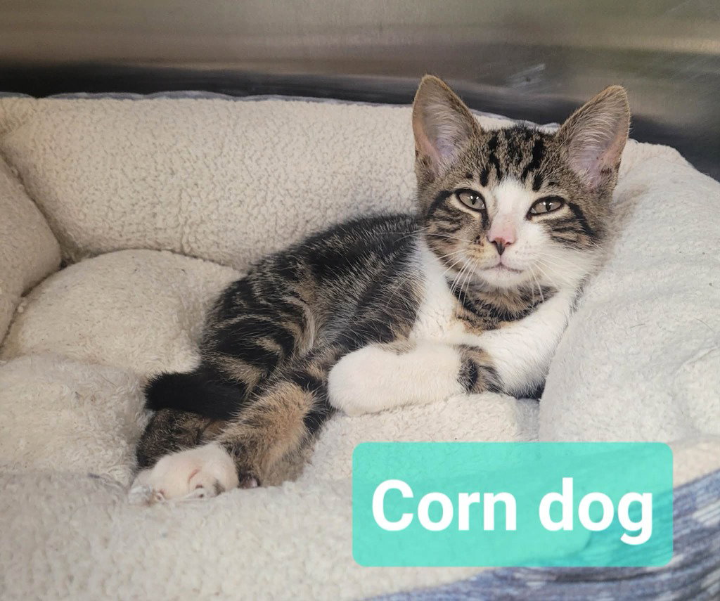 Corn dog, Domestic Short Hair