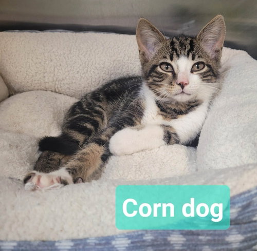 Photo 3 of Corn dog