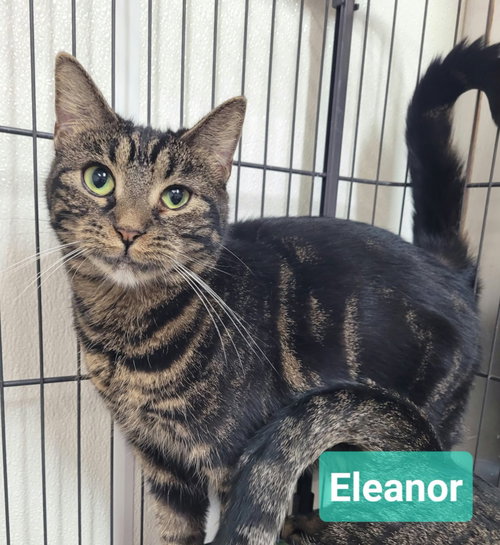 Eleanor, a cat for adoption from Help the Animals Inc.