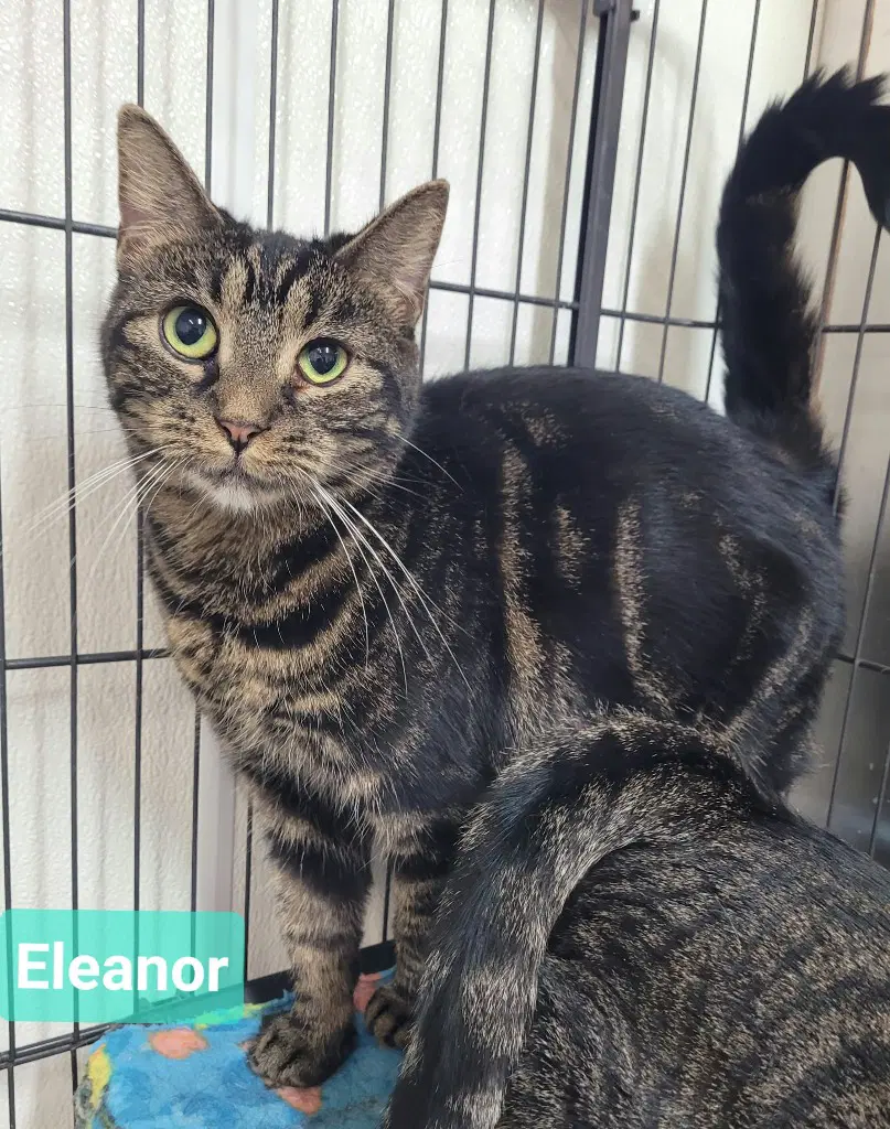Eleanor image 2