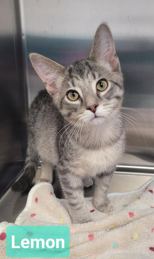 Lemon, a cat for adoption from Help the Animals Inc.