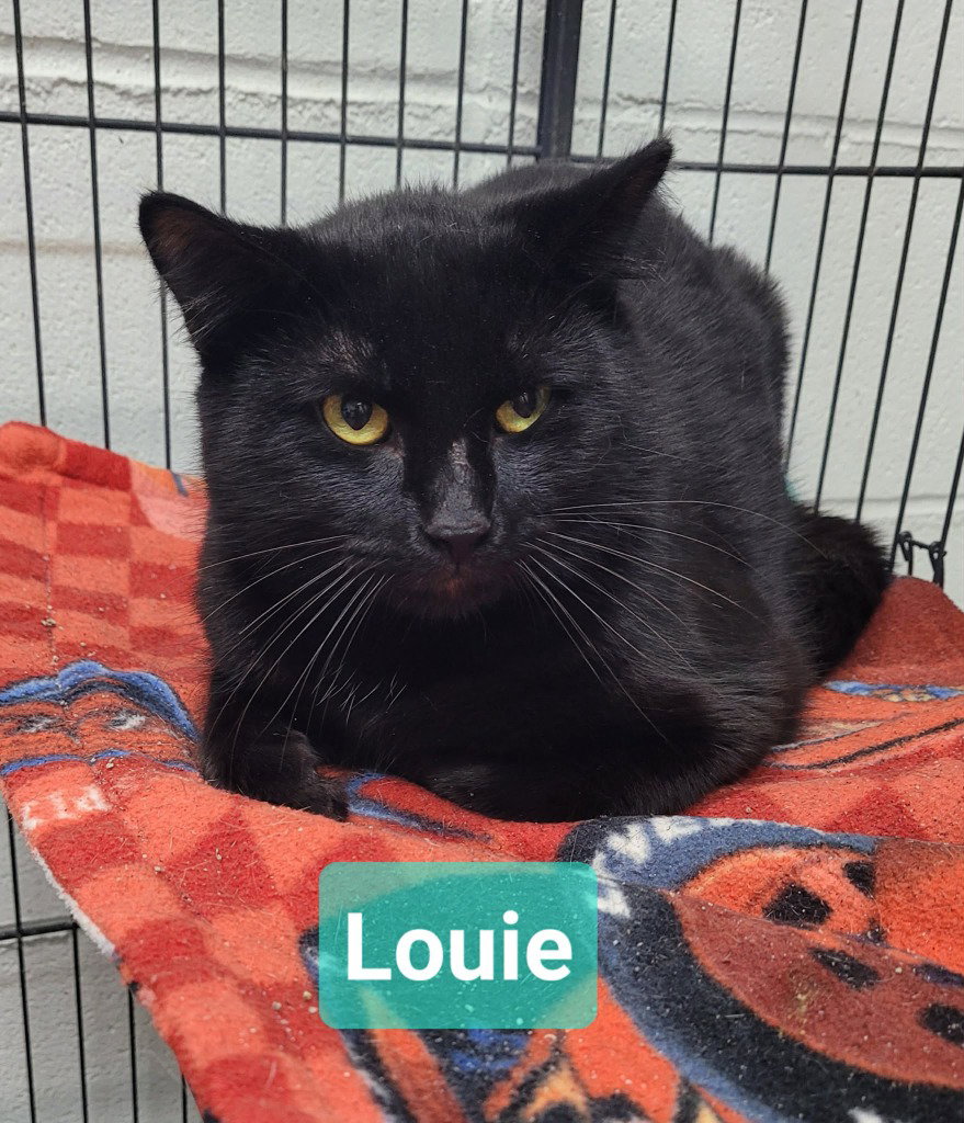 Louie, Domestic Short Hair