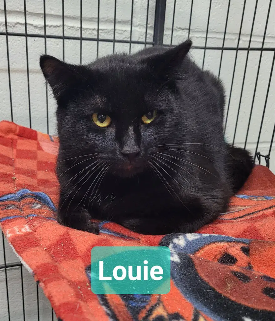 Louie - Domestic Short Hair
