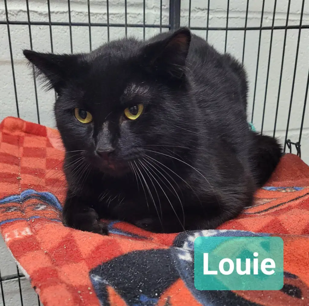 Louie image 2