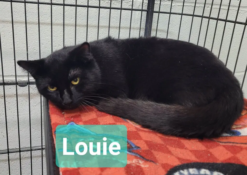 Louie image 3