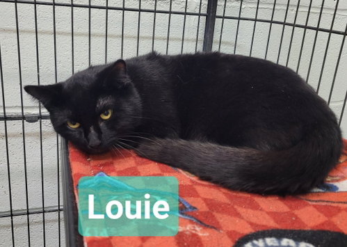 Photo 3 of Louie
