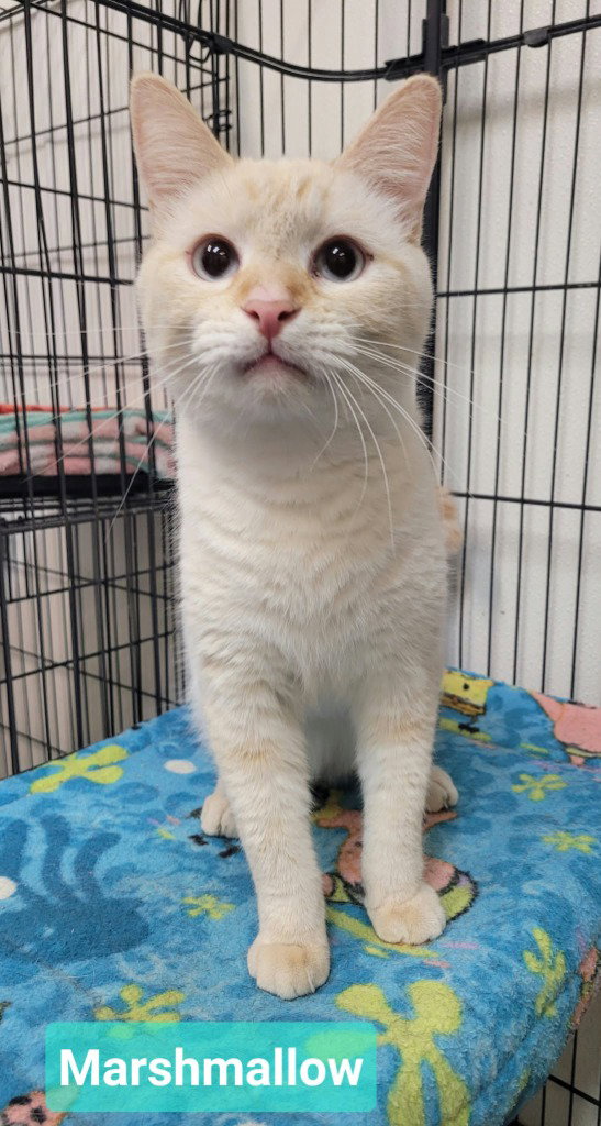 Marshmallow, Domestic Short Hair