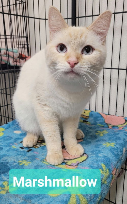 Photo 2 of Marshmallow